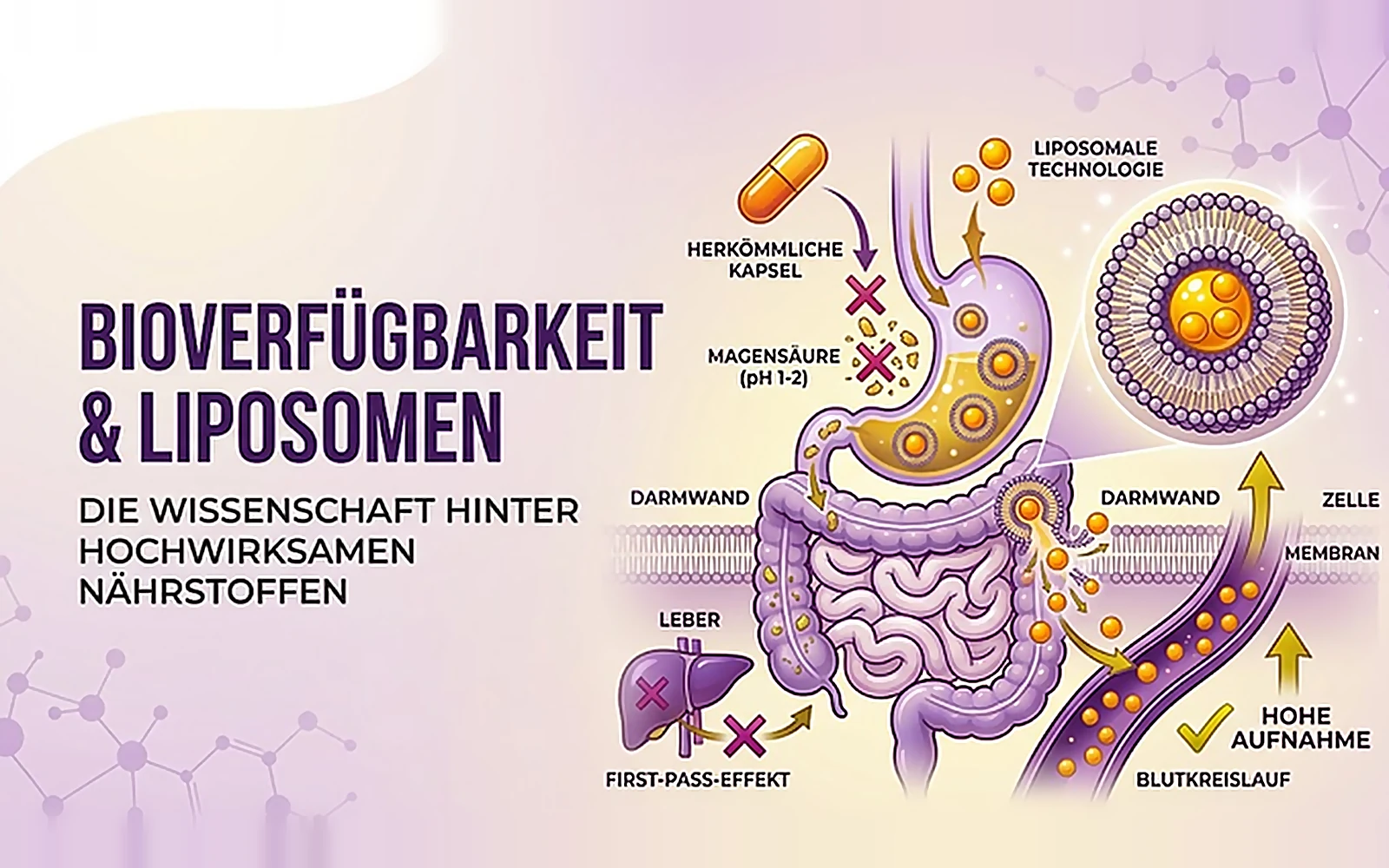 Schaubild: Eine herkömmliche Kapsel wird von der Magensäure zerstört und in der Leber abgebaut. Ein Liposom übersteht die Magenpassage, verschmilzt mit der Darmwand und gelangt in den Blutkreislauf.